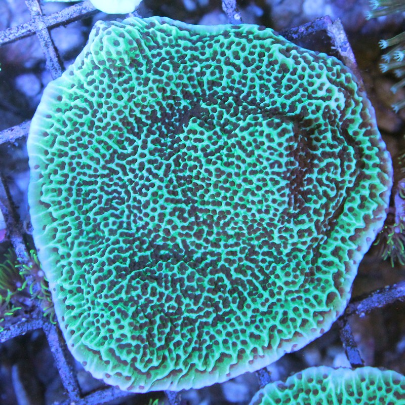 Montipora sp.