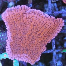 Montipora palawanensis Red