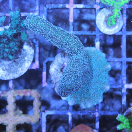 Montipora digitata