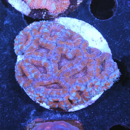 Acanthastrea lordhowensis