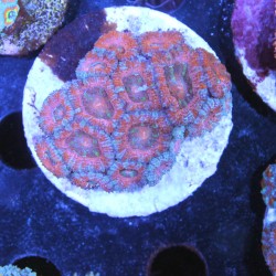 Acanthastrea lordhowensis