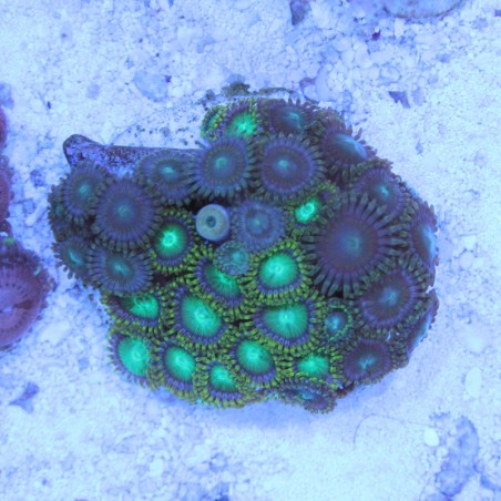 Zoanthus Ultra sp.