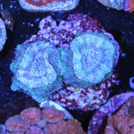 Acanthastrea lordhowensis