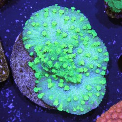 Cyphastrea Toxic Green