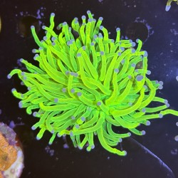 Euphyllia glabrescens Holy...