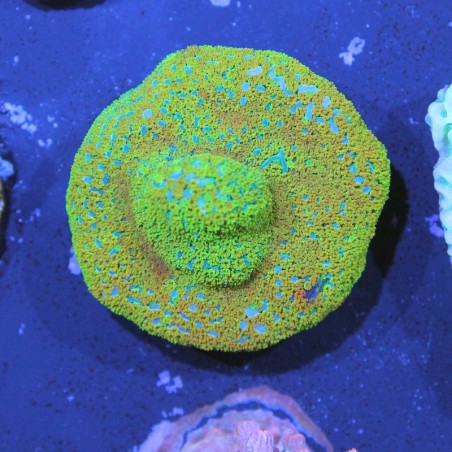 Montipora sp. Rainbow