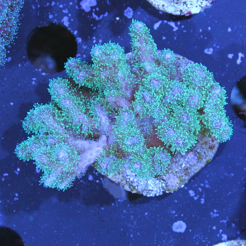 Pocillopora damicornis