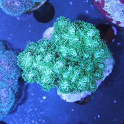 Pocillopora verrucosa