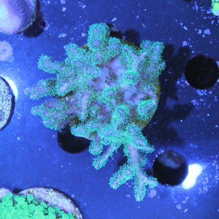 Pocillopora damicornis