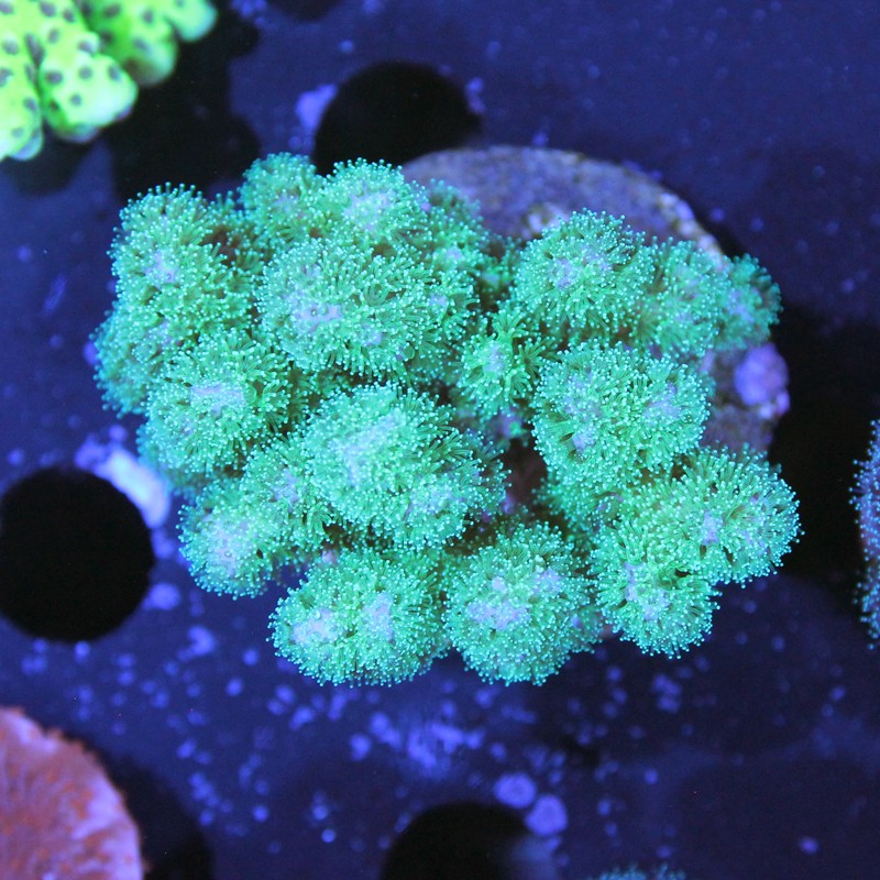 Pocillopora damicornis