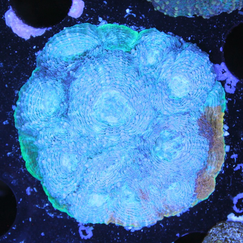 Acanthastrea echinata Gumdrop