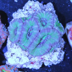 Acanthastrea lordhowensis