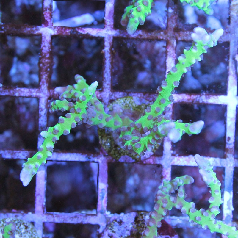 Anacropora BR Green Goblin