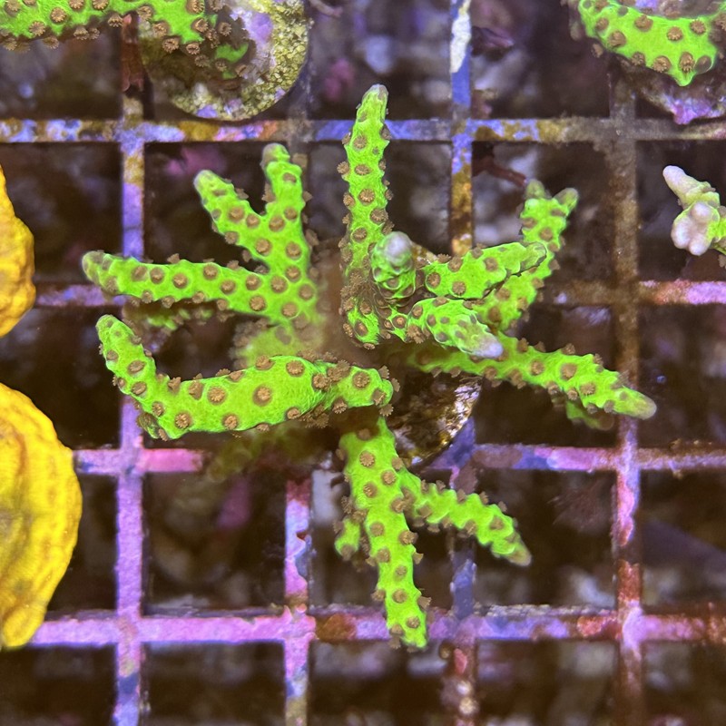 Anacropora Goldenrod