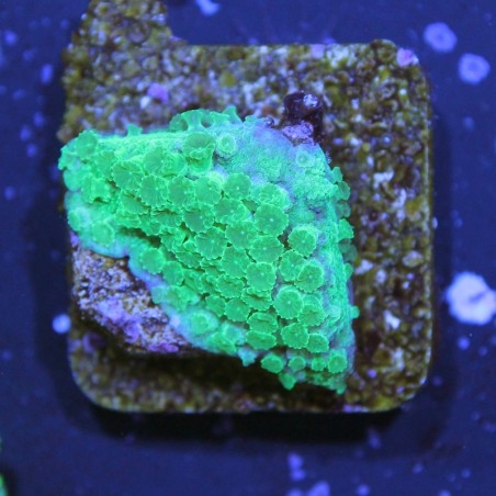 Cyphastrea Green