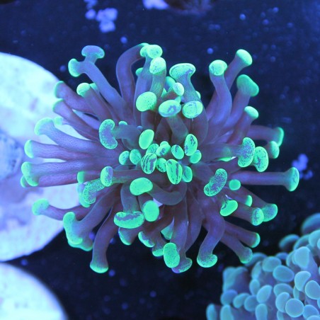 Euphyllia paraancora