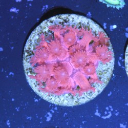 Goniopora sp. Red