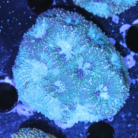 Acanthastrea echinata