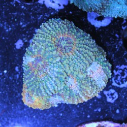 Acanthastrea echinata