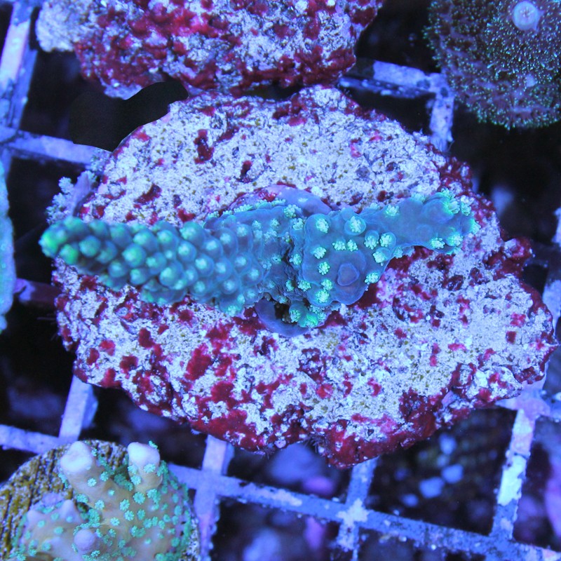 Acropora sp.