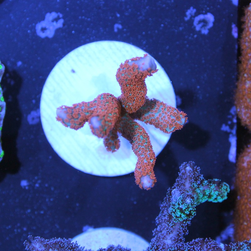 Montipora digitata Forest Fire