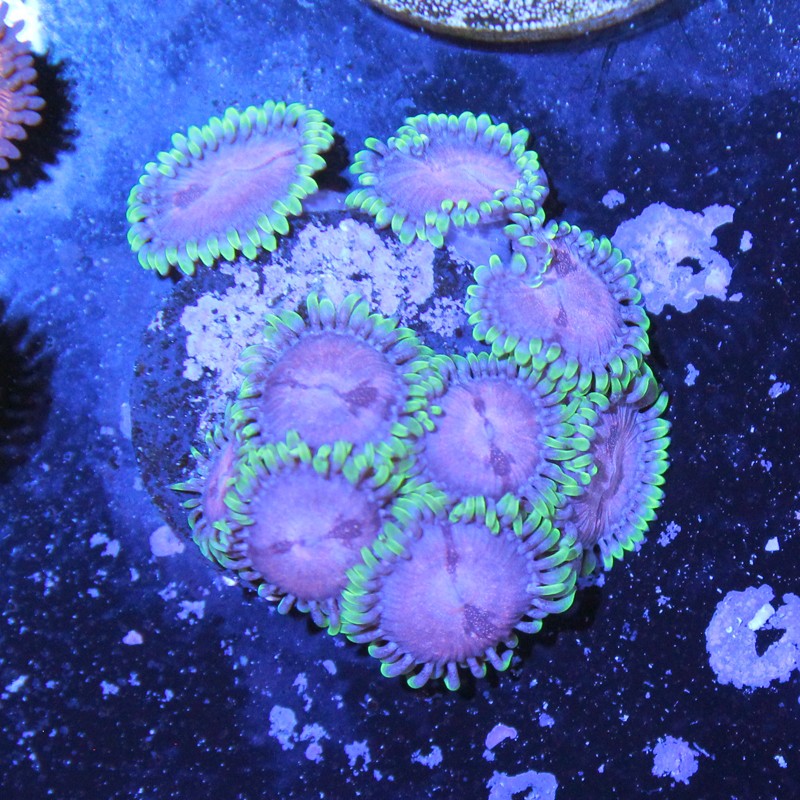 Zoanthus Ultra Purple Sakura