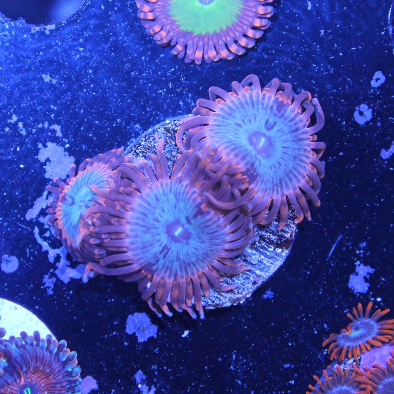 Zoanthus Ultra Utter Peace