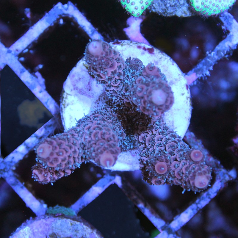 Acropora sp.