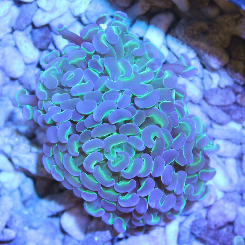 Euphyllia paraancora