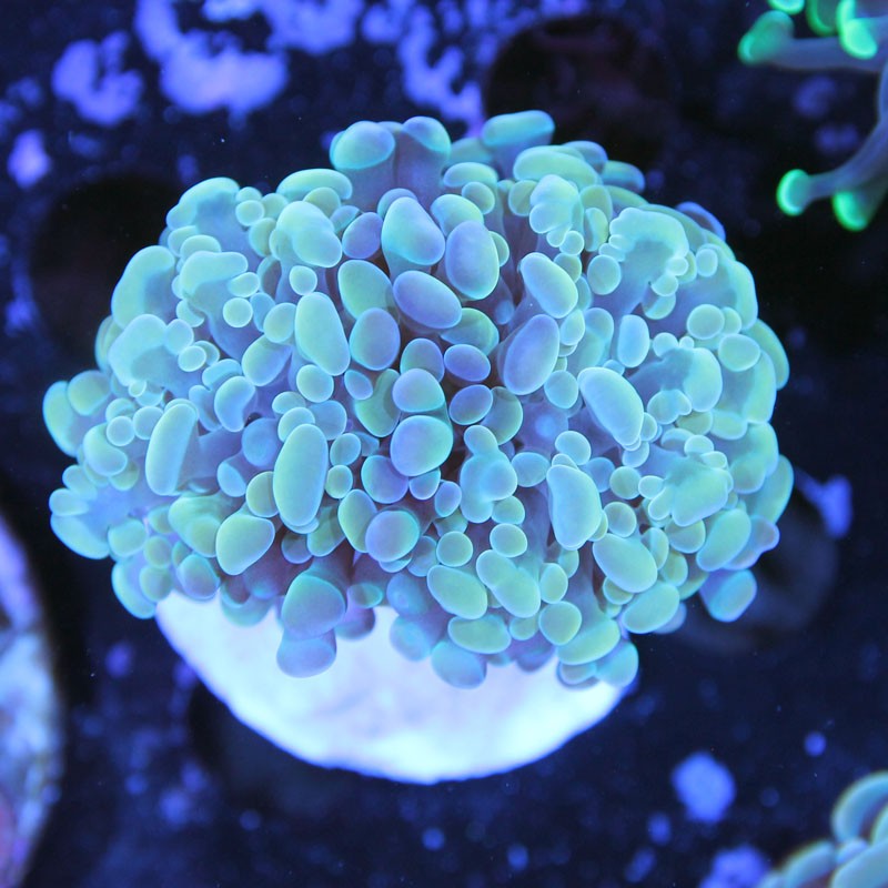 Euphyllia paraancora