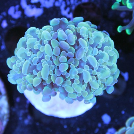 Euphyllia paraancora