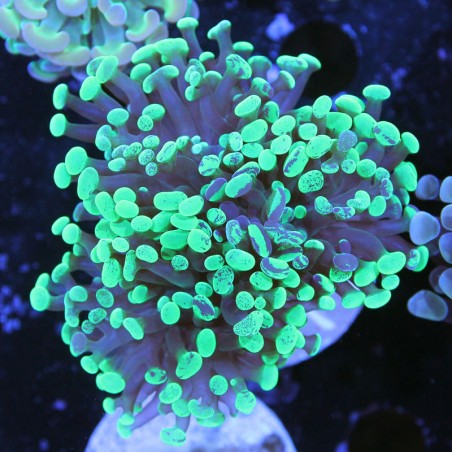 Euphyllia paraancora