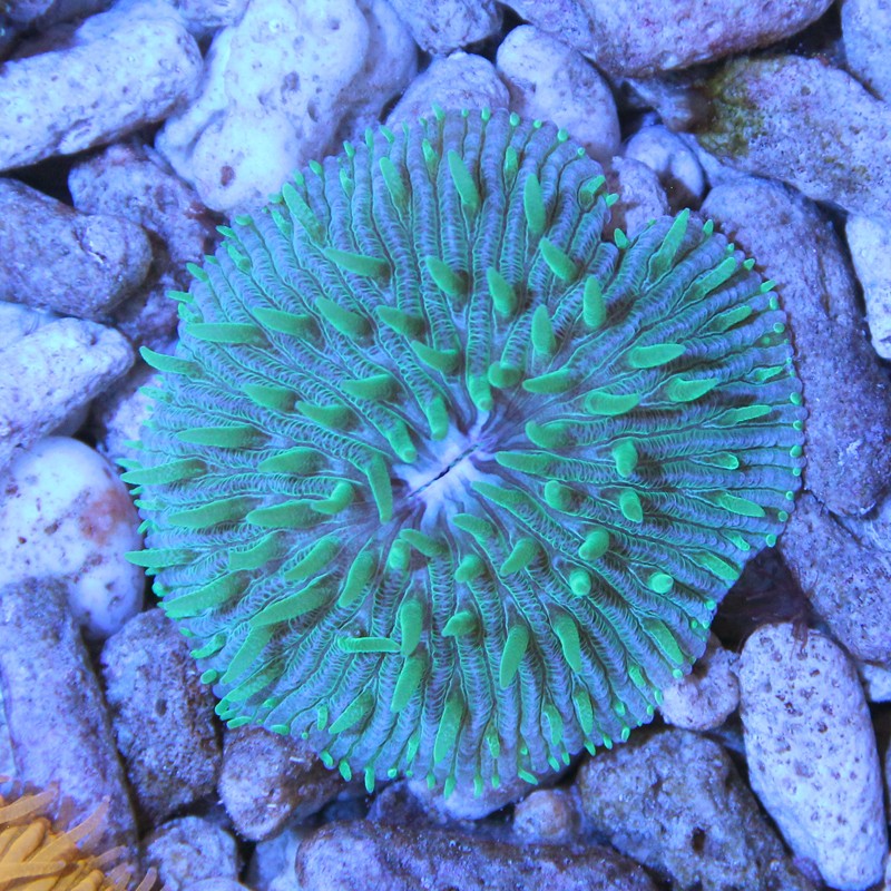 Cycloseris Fluo Grün Polypen / Violett