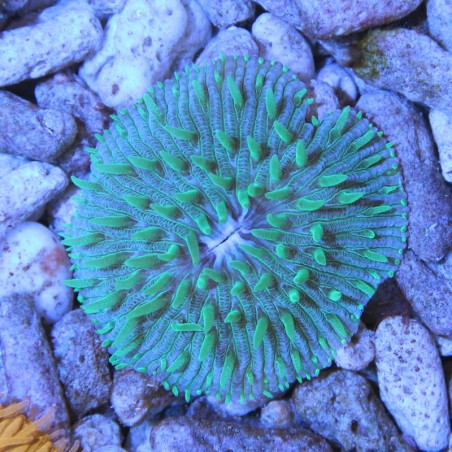 Cycloseris Fluo Green Polyps / Purple