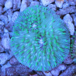 Cycloseris Fluo Green...