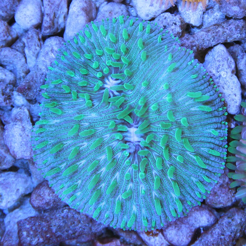 Cycloseris Fluo Green Polyps / Purple