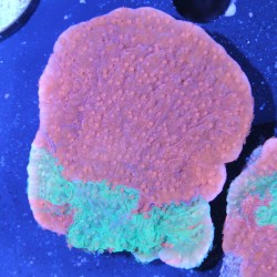 Montipora foliosa Grafted