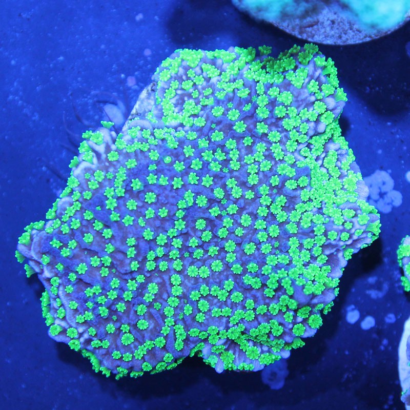 Montipora hispida Hulk