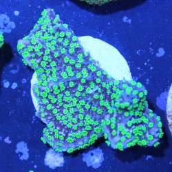 Montipora hispida Hulk