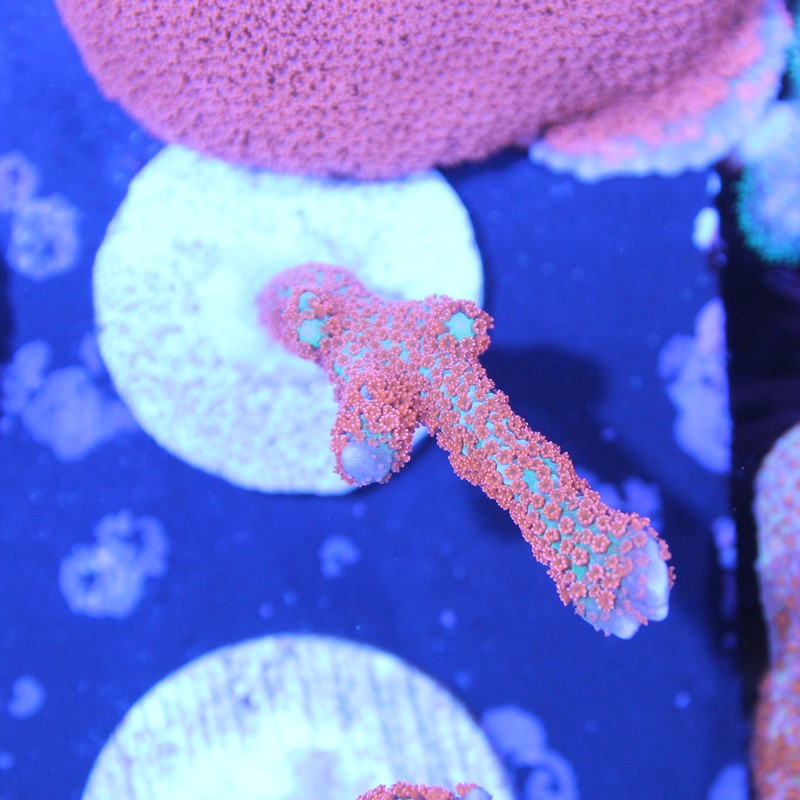 Montipora digitata Forest Fire