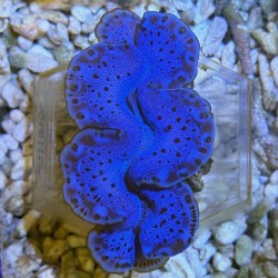 Tridacna maxima 8-10 cm-...