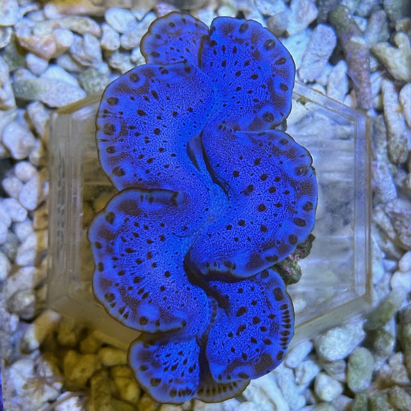 Tridacna maxima 8-10 cm- Bénitier