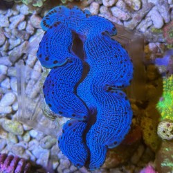 Tridacna maxima 8-10 cm-...