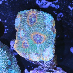 Acanthastrea echinata