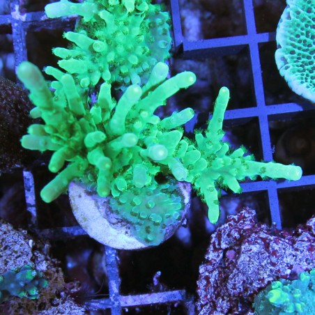 Acropora sp.