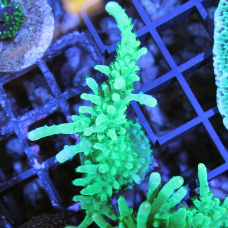 Acropora sp.