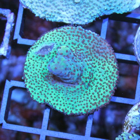 Acropora sp.