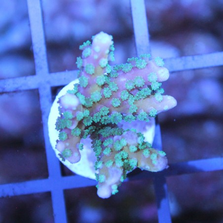 Anacropora RRC Tropicana