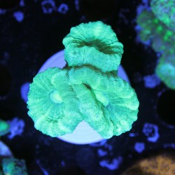 Caulastrea furcata