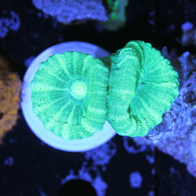 Caulastrea furcata